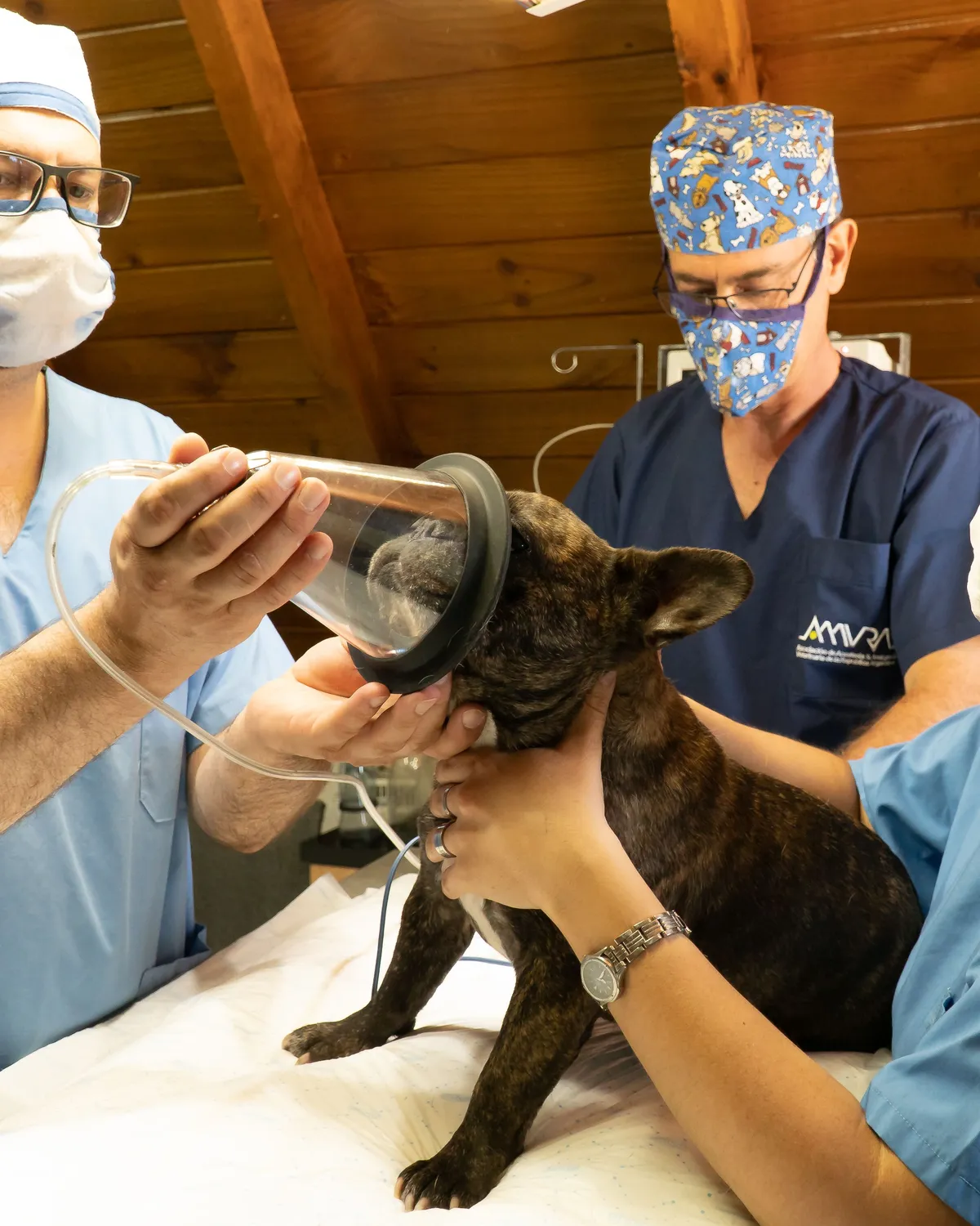 Equipo veterinario preparando a un perro para una cirugía en Zarpa Veterinaria