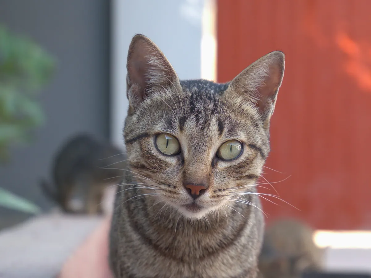 Primer plano de un gato atendido en Zarpa Veterinaria