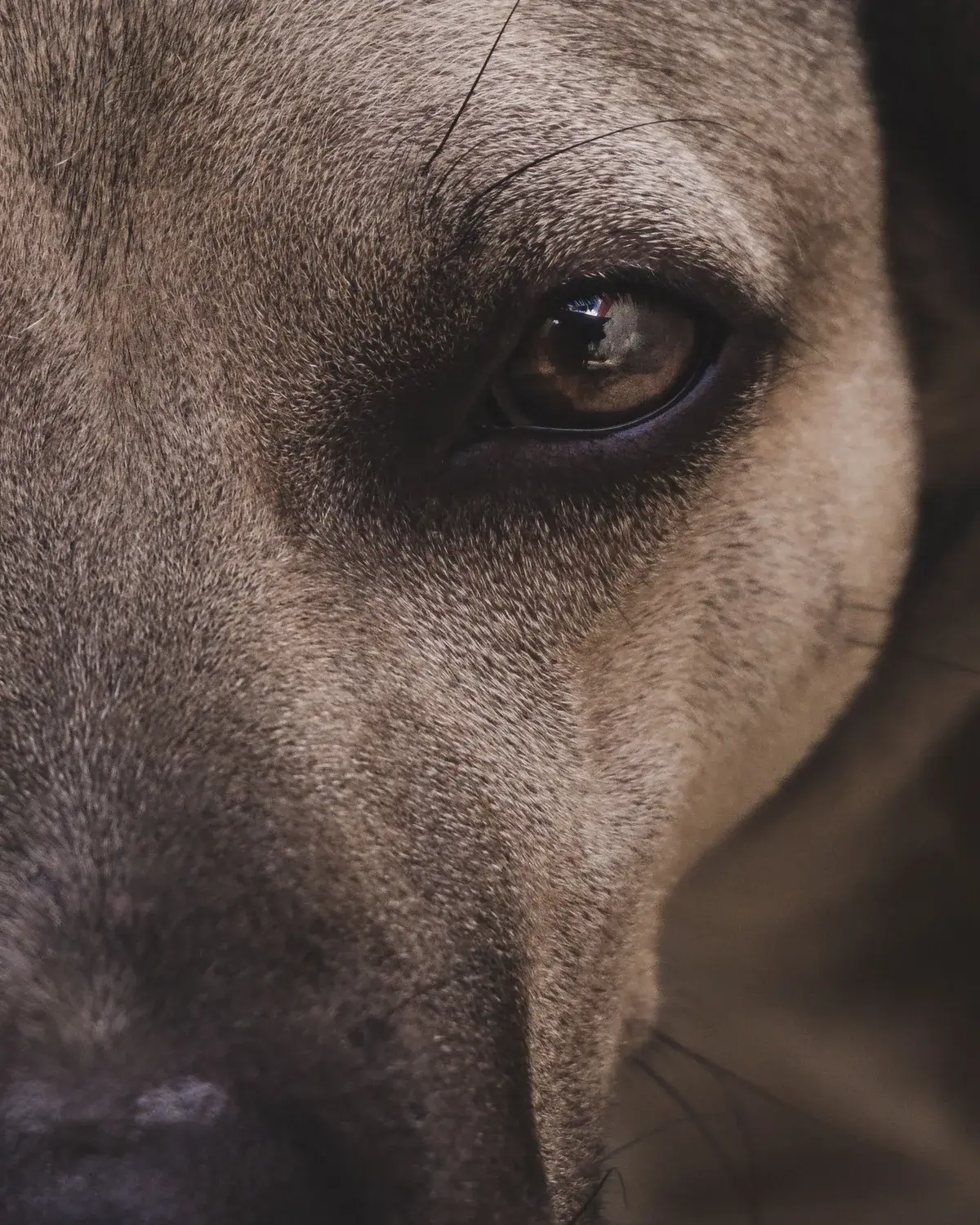 Primer plano de la mirada de un perro atendido en Zarpa Veterinaria