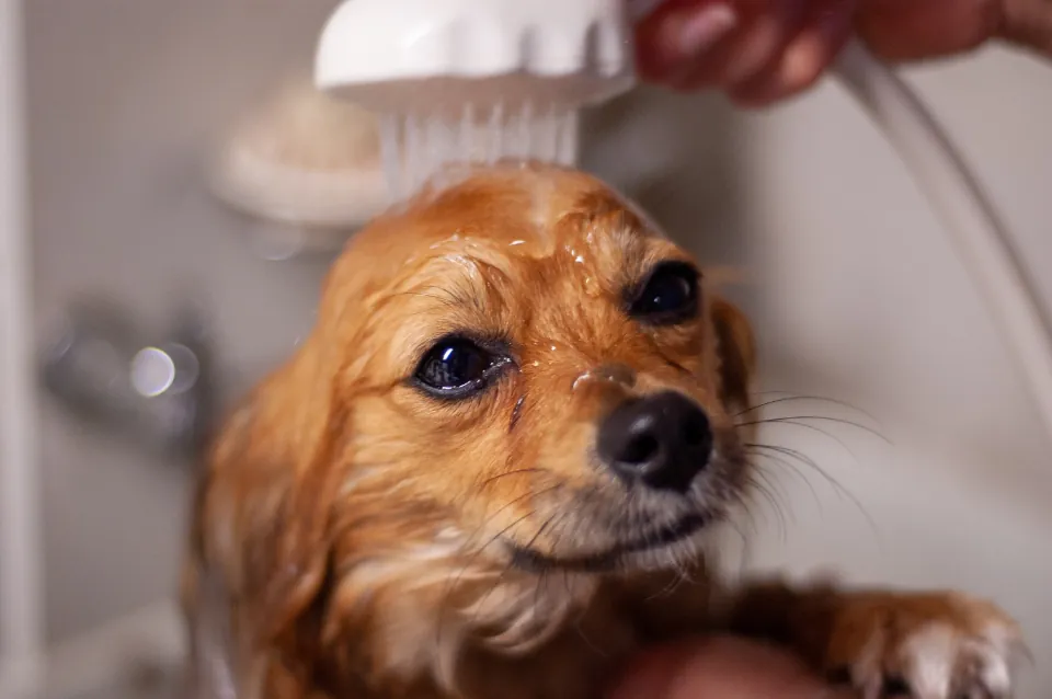 Perro recibiendo un baño en el servicio de peluquería de Zarpa Veterinaria
